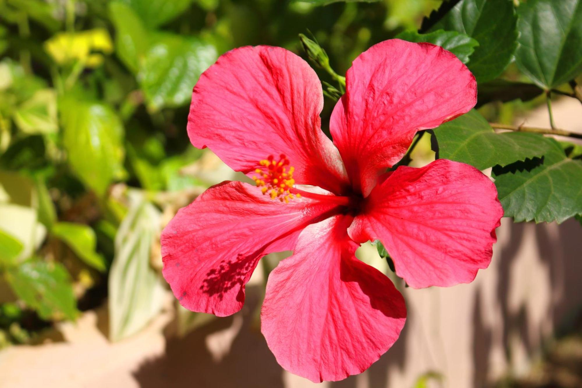 Willa 622 Bay Club Waikoloa Zewnętrze zdjęcie